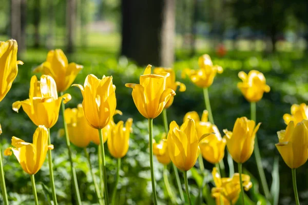Цветные желтые тюльпаны в саду — стоковое фото