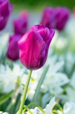 Renkli mor laleler ve beyaz narcissus bahçede yakın
