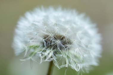 Bulanık arka planda beyaz kabarık karahindiba çiçeği.