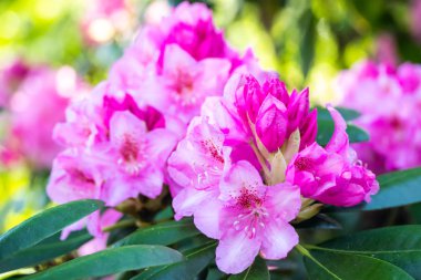 Finlandiya 'da parkta pembe rhododendron çiçekleri