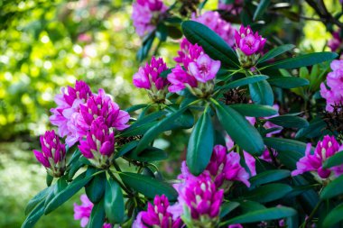 Finlandiya 'da parkta pembe rhododendron çiçekleri