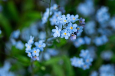Unut-me-değil Myosotis çiçekler ormanda çiçek