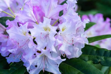 Parkta mor orman gülü çiçekleri, Finlandiya