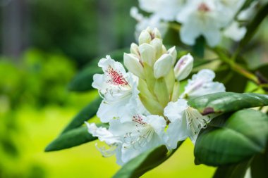 Finlandiya 'da parkta beyaz rhododendron çiçekleri
