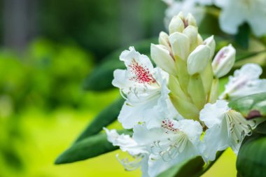 Finlandiya 'da parkta beyaz rhododendron çiçekleri