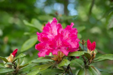 Finlandiya 'da parkta pembe rhododendron çiçekleri