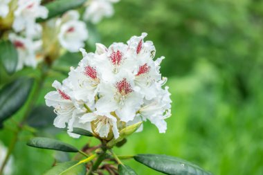 Finlandiya 'da parkta beyaz rhododendron çiçekleri