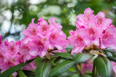 Finlandiya 'da parkta pembe rhododendron çiçekleri