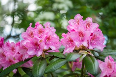 Finlandiya 'da parkta pembe rhododendron çiçekleri
