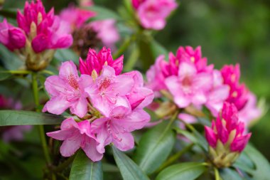 Finlandiya 'da parkta pembe rhododendron çiçekleri