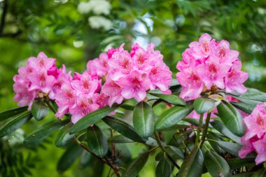 Finlandiya 'da parkta pembe rhododendron çiçekleri