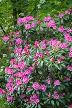 Parkta çalılıklarda pembe orman gülü çiçekleri, Finlandiya