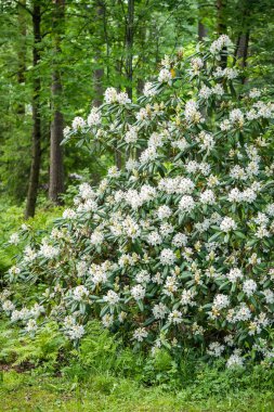 Finlandiya 'da, parktaki çalılıklarda beyaz rhododendron çiçekleri