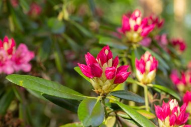 Finlandiya 'da parkta pembe rhododendron çiçekleri