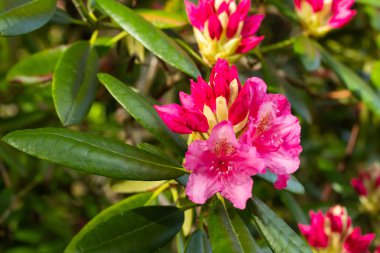 Finlandiya 'da parkta pembe rhododendron çiçekleri
