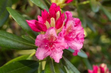Finlandiya 'da parkta pembe rhododendron çiçekleri