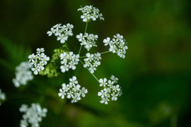 Makro küçük beyaz maydanoz çiçekleri, bokeh arka plan ile seçici odak. yabani frenk üzümü olarak da bilinir.