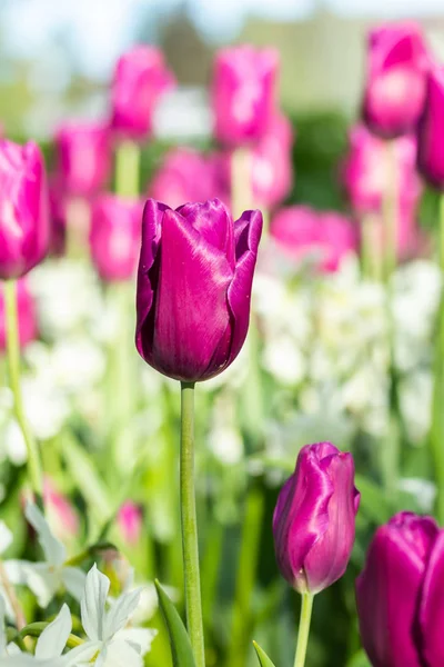 Tulipes violettes colorées et narcisse blanche dans le jardin gros plan — Photo