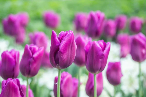 Tulipas roxas coloridas e narciso branco no jardim de perto — Fotografia de Stock