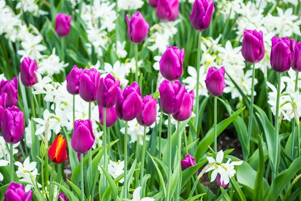 Colorful purple tulips and white narcissus in garden close up — Stock Photo, Image