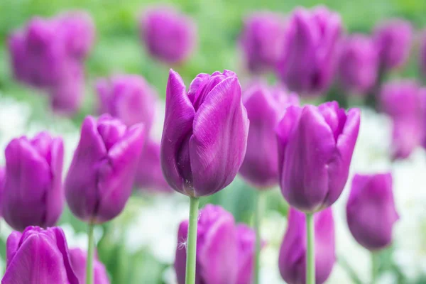 Tulipas roxas coloridas e narciso branco no jardim de perto — Fotografia de Stock