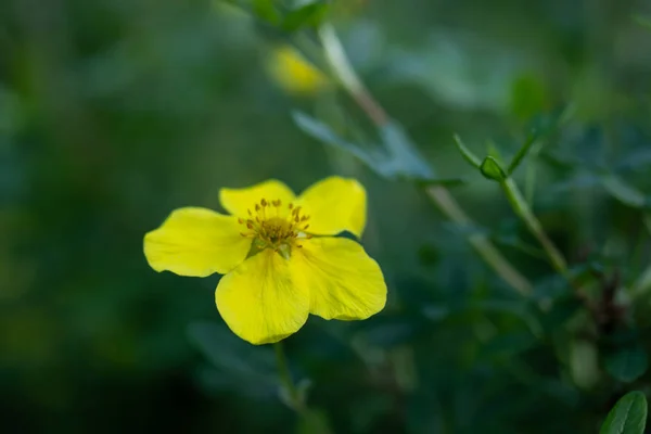 Cinquefoil arbustivo florescente na floresta de verão, Finlândia — Fotografia de Stock