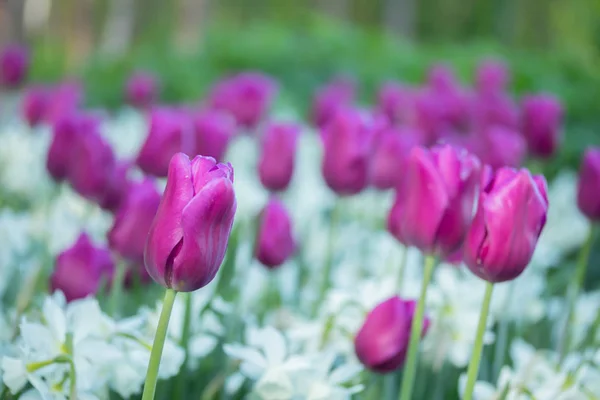 Tulipes violettes colorées et narcisse blanche dans le jardin gros plan — Photo