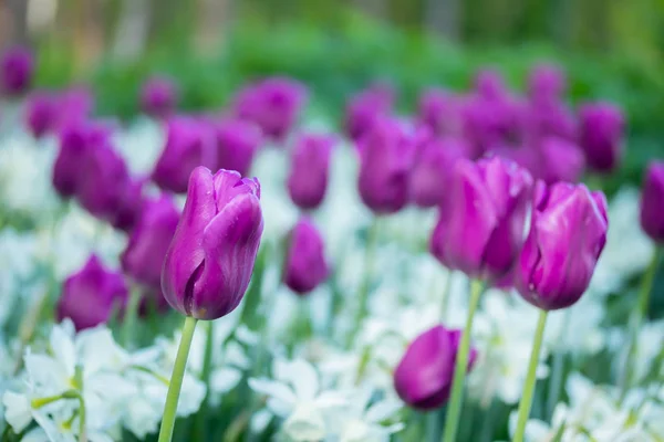 Colorful purple tulips and white narcissus in garden close up — Stock Photo, Image