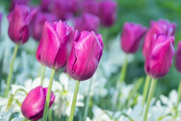 Tulipas roxas coloridas e narciso branco no jardim de perto — Fotografia de Stock