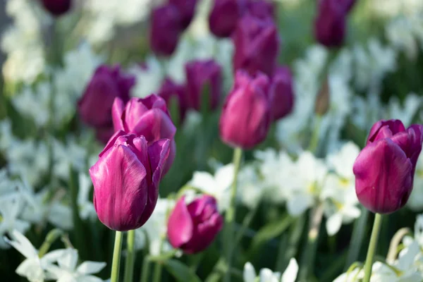 Tulipes violettes colorées et narcisse blanche dans le jardin gros plan — Photo