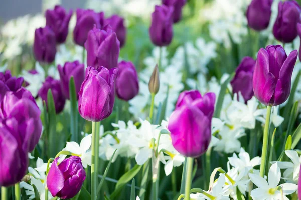 Colorful purple tulips and white narcissus in garden close up — Stock Photo, Image