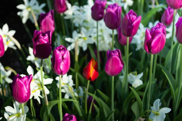Tulipes violettes colorées et narcisse blanche dans le jardin gros plan — Photo