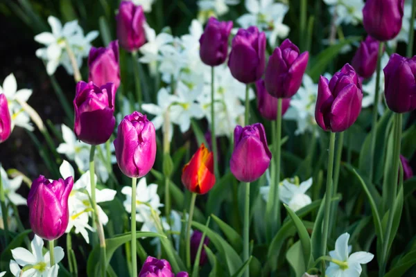 Tulipas roxas coloridas e narciso branco no jardim de perto — Fotografia de Stock