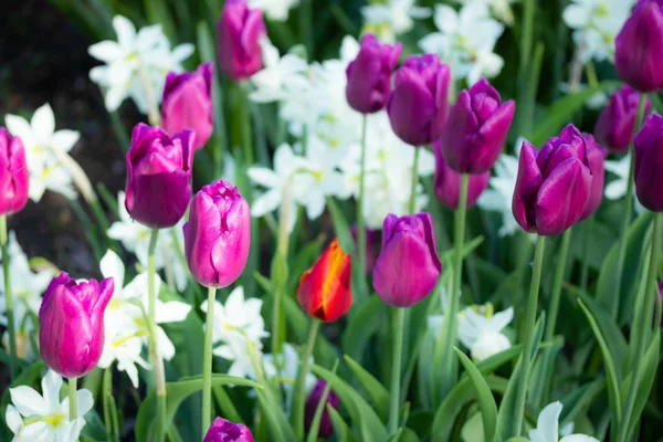 Tulipas roxas coloridas e narciso branco no jardim de perto — Fotografia de Stock