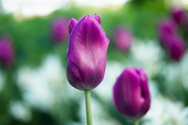 Tulipes violettes colorées et narcisse blanche dans le jardin gros plan — Photo