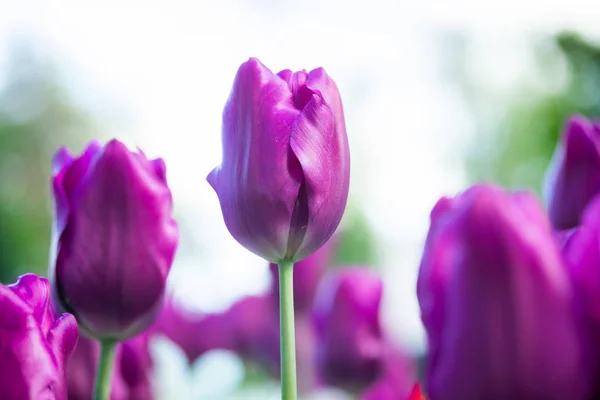 Kolorowe fioletowe tulipany i biały Narcyz w ogrodzie z bliska — Zdjęcie stockowe