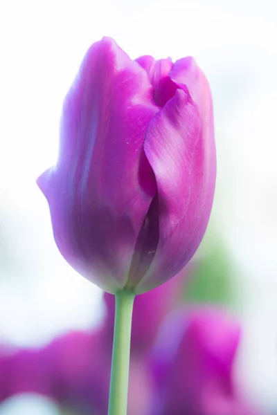 Barevné purpurové tulipány v zahradě zblízka — Stock fotografie