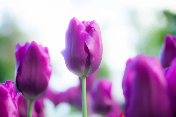 Tulipas roxas coloridas e narciso branco no jardim de perto — Fotografia de Stock