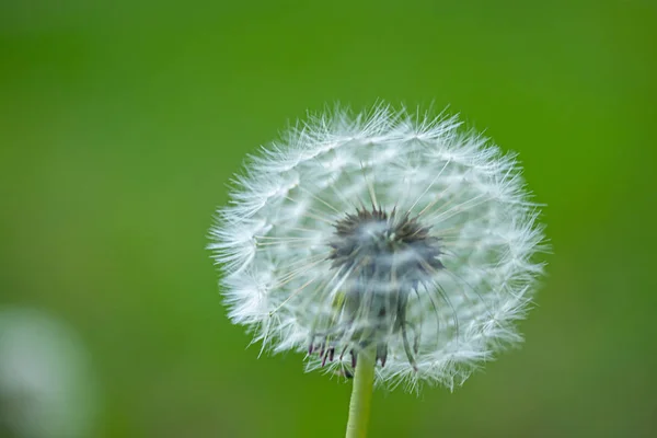 White fluffy dandelion flower on a blurred background. — Stock Photo, Image