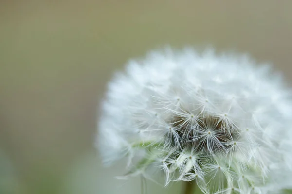 White fluffy dandelion flower on a blurred background. — Stock Photo, Image