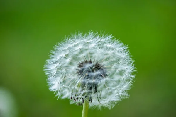 Flor de diente de león esponjosa blanca sobre un fondo borroso . —  Fotos de Stock