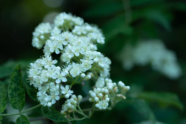 森林里的树的白花 — 图库照片