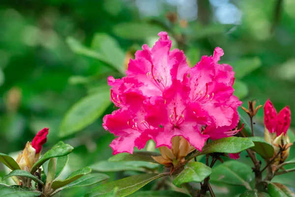 Flores cor de rosa rododendro no parque, Finlândia — Fotografia de Stock