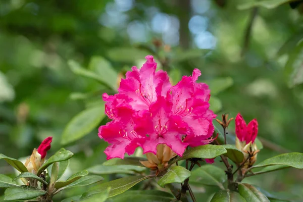 Różowe kwiaty rododendronu w parku, Finlandia — Zdjęcie stockowe