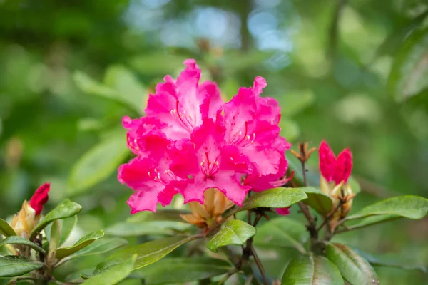 Rosafarbene Rhododendronblüten im Park, Finnland — Stockfoto