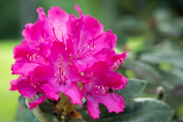 Flores cor de rosa rododendro no parque, Finlândia — Fotografia de Stock