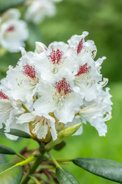 Λευκά άνθη ροδόδεντρου στο πάρκο, Φινλανδία — Φωτογραφία Αρχείου