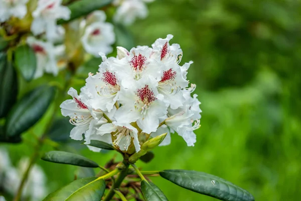 Flores de rododendro blancas en el parque, Finlandia — Foto de Stock