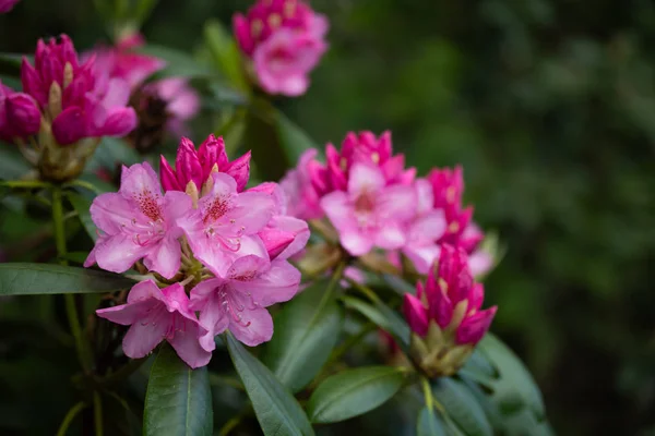 Rosafarbene Rhododendronblüten im Park, Finnland — Stockfoto