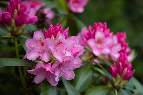 Różowe kwiaty rododendronu w parku, Finlandia — Zdjęcie stockowe